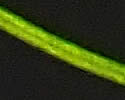 [photo of leaves]