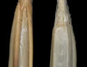 [photo of lemma, palea and grain]