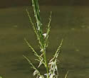 [photo of flowering panicles]