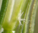 [close-up of flowering pistillate spikelets]