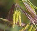 [close-up of flowering staminate spikelets]