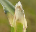 [photo of sheath and ligule]