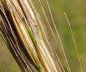 [photo of maturing pistillate spikelets]