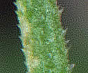 [photo of leaves]