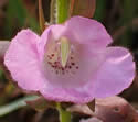[photo of flowers]