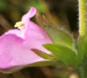 [photo of hairy calyx and bracts]