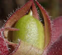 [photo of developing fruit]