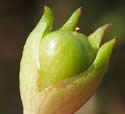 [photo of developing fruit]