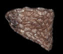 [photo of seeds]