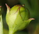[photo of developing fruit]