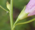[photo of calyx and flower stalk]