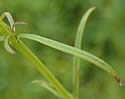 [photo of leaves and stem]