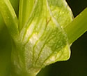 [photo of stipules]