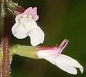 [photo of flowers]