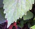 [photo of leaves]
