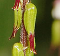 [photo of fruit]