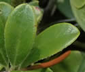 [photo of leaves]