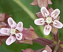 [photo of flowers]