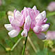 [photo of Crown Vetch]