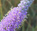 [photo of flowers]