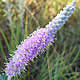 [photo of Silky Prairie Clover]