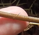 [photo of stem bases]
