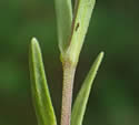 [photo of leaves]