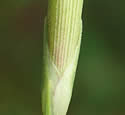 [photo of calyx and bracts]