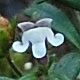 [photo of Dwarf Snapdragon]