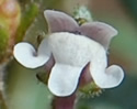 [photo of flowers]