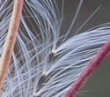 [photo of fruit]