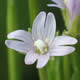 [photo of Purple-leaf Willowherb]