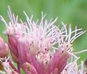 [photo of flowers]