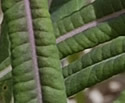 [photo of spring leaves]