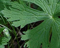 [photo of leaves]