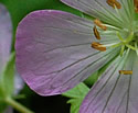[photo of flowers]