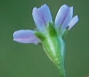 [photo of calyx]