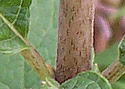 [photo of spotted stem]