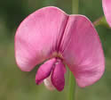 [photo of flowers]