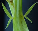 [photo of stipules]