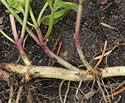 [photo of rhizome]