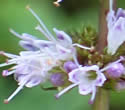 [photo of flowers in an interrupted spike]