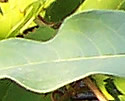 [photo of terrestrial form leaves]