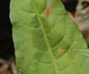 [photo of leaves]