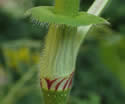 [photo of ocrea]