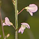 [photo of Pointed-leaf Tick Trefoil]
