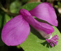 [photo of flower]