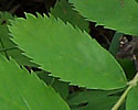[photo of leaves]