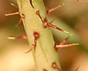 [photo of stem]