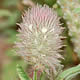 [photo of Rabbit-foot Clover]